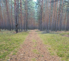 Прирезка лесных участков Кадастровые работы в Омске